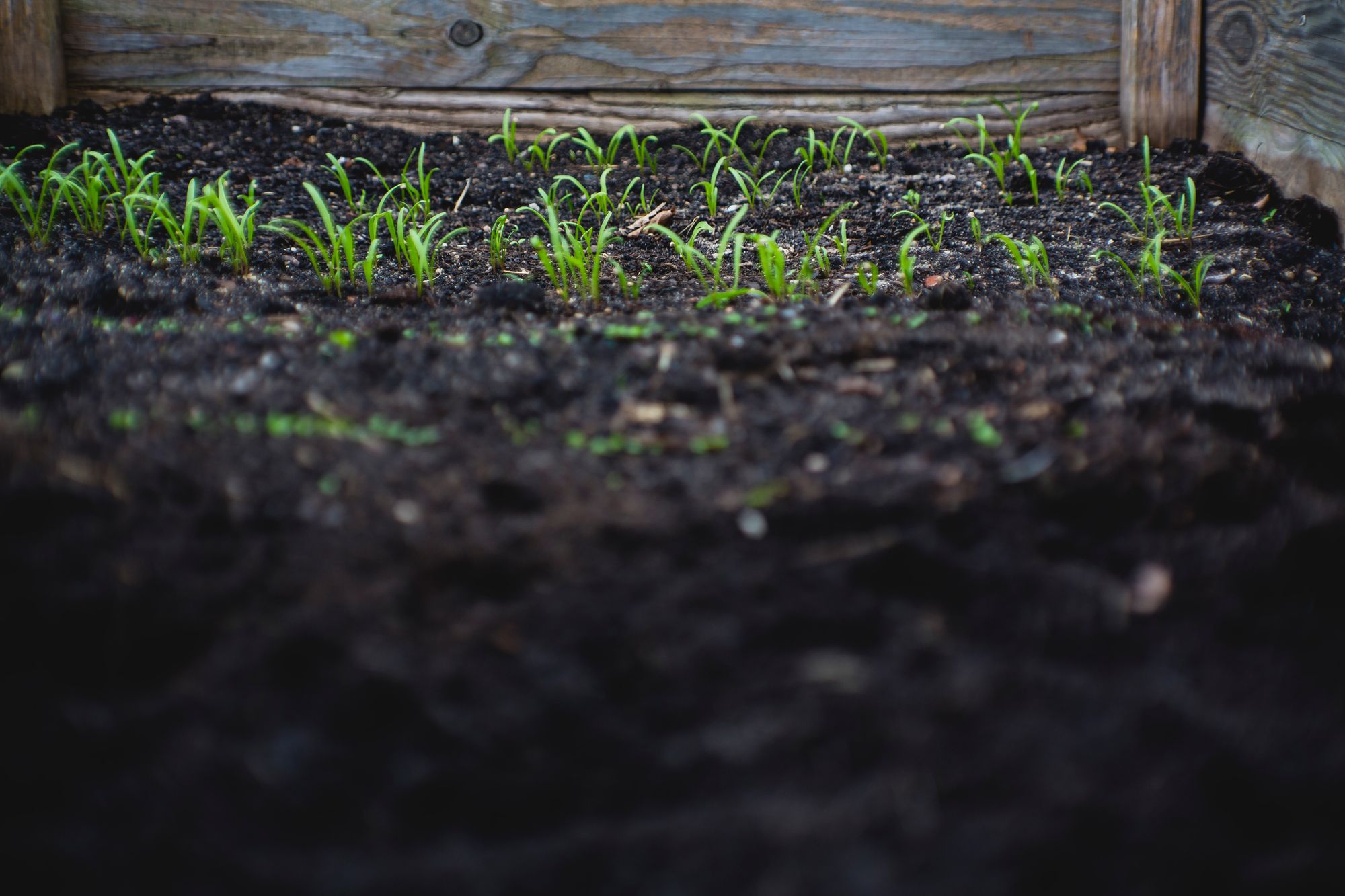 Photo of a small garden bed, with sprouting seedlings.